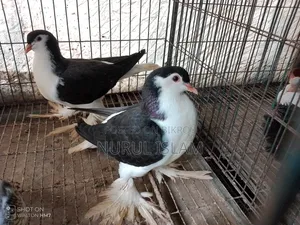 All Running Pigeons For Sale