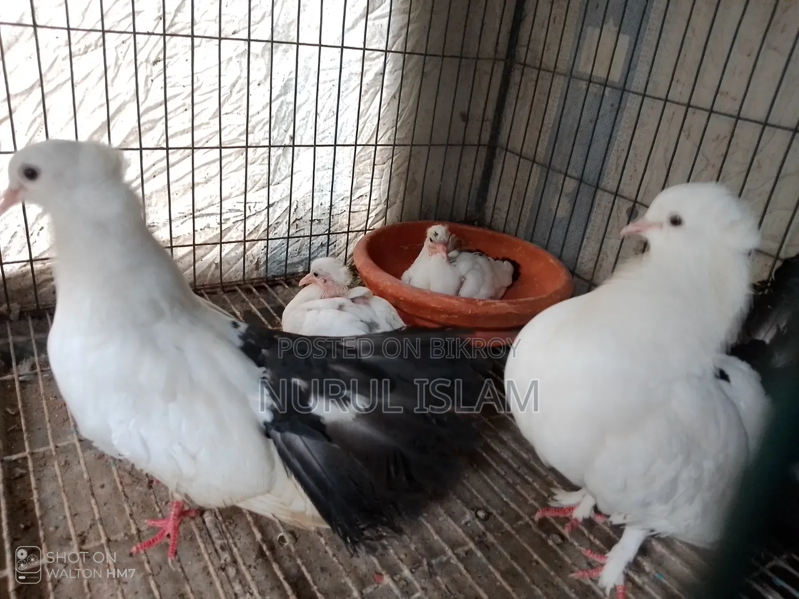 All Running Pigeons For Sale