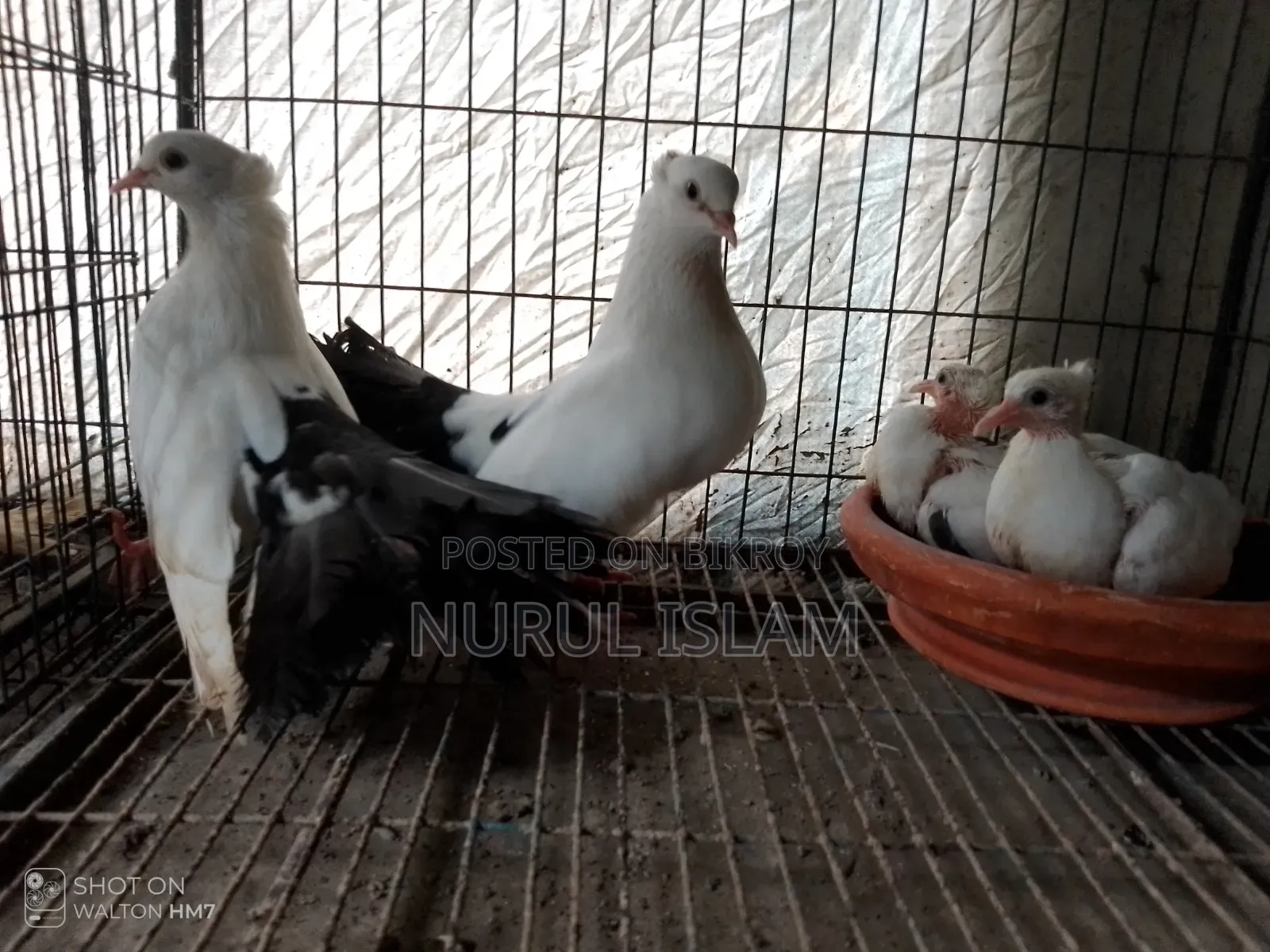 All Running Pigeons For Sale