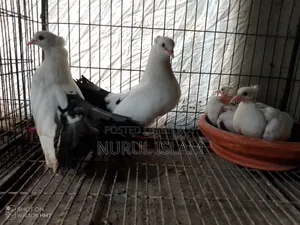 All Running Pigeons For Sale