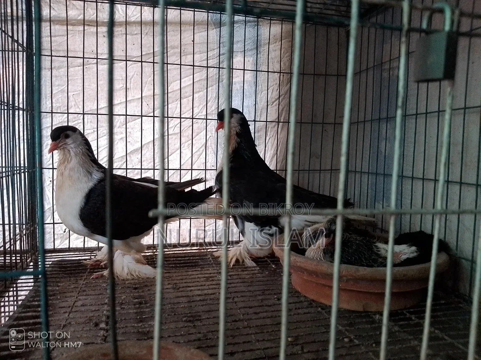 All Running Pigeons For Sale