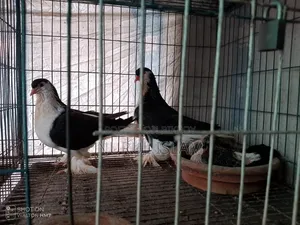 All Running Pigeons For Sale