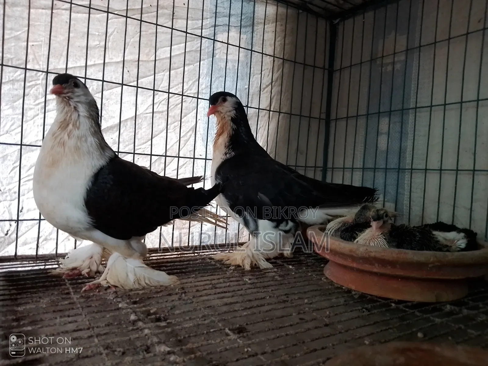 All Running Pigeons For Sale