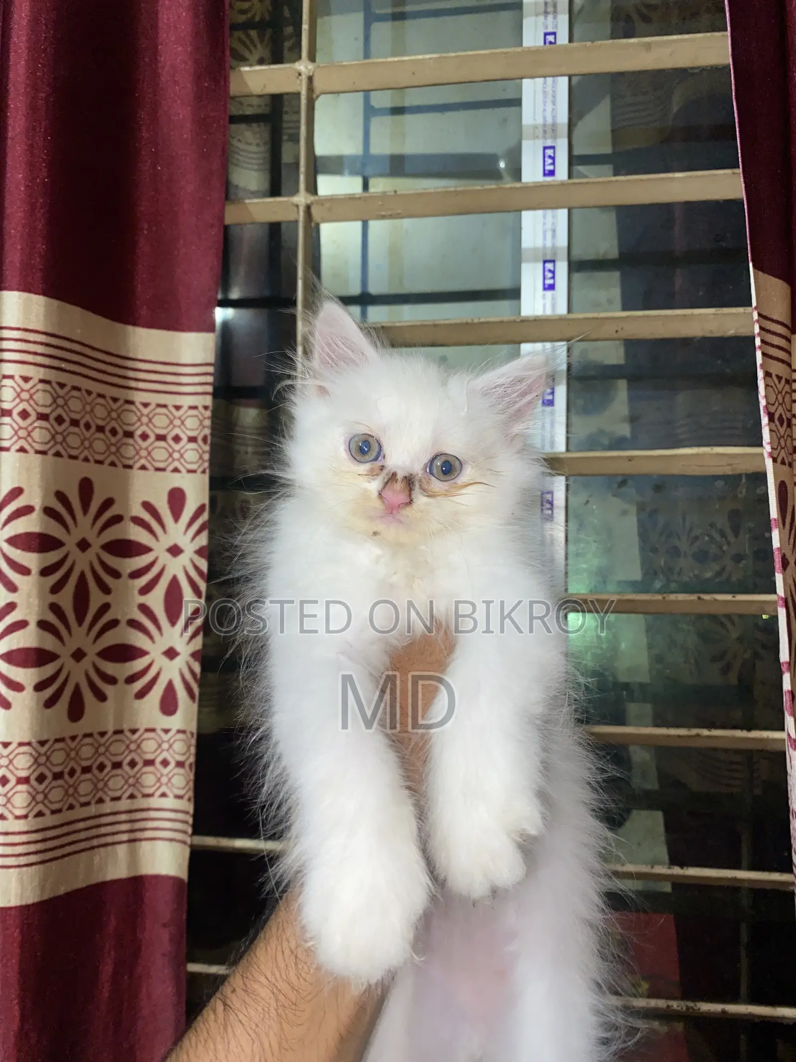 1-3 Months Male Purebred Persian