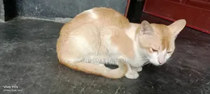 ৬-১২ মাস বয়সী পুরুষ মিক্সড ব্রিড এক্সোটিক