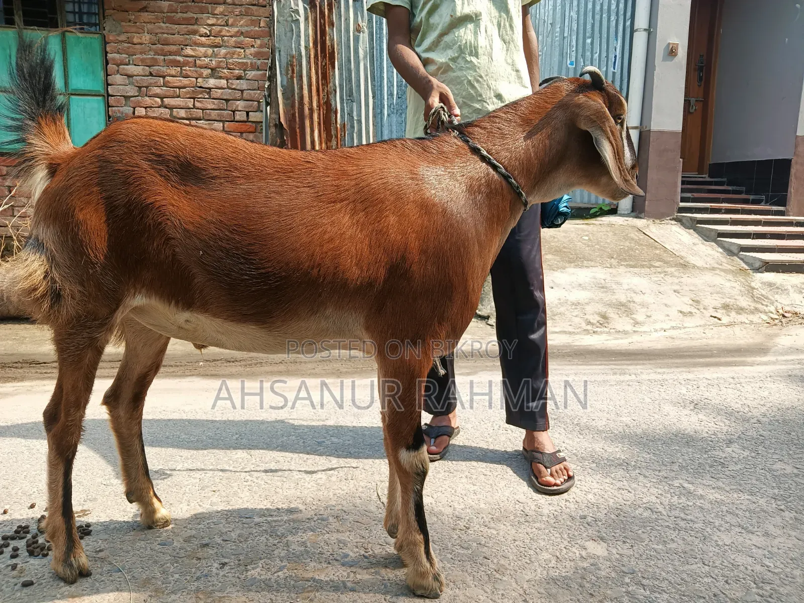 Local Qurbani Goat
