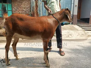 Local Qurbani Goat