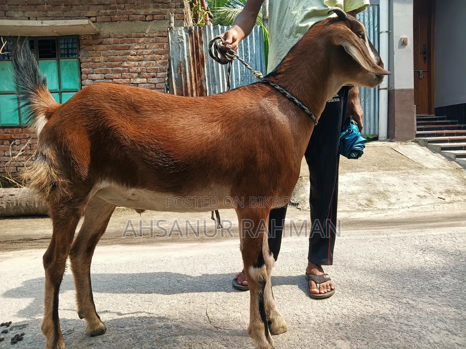 Local Qurbani Goat