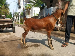 Local Qurbani Goat