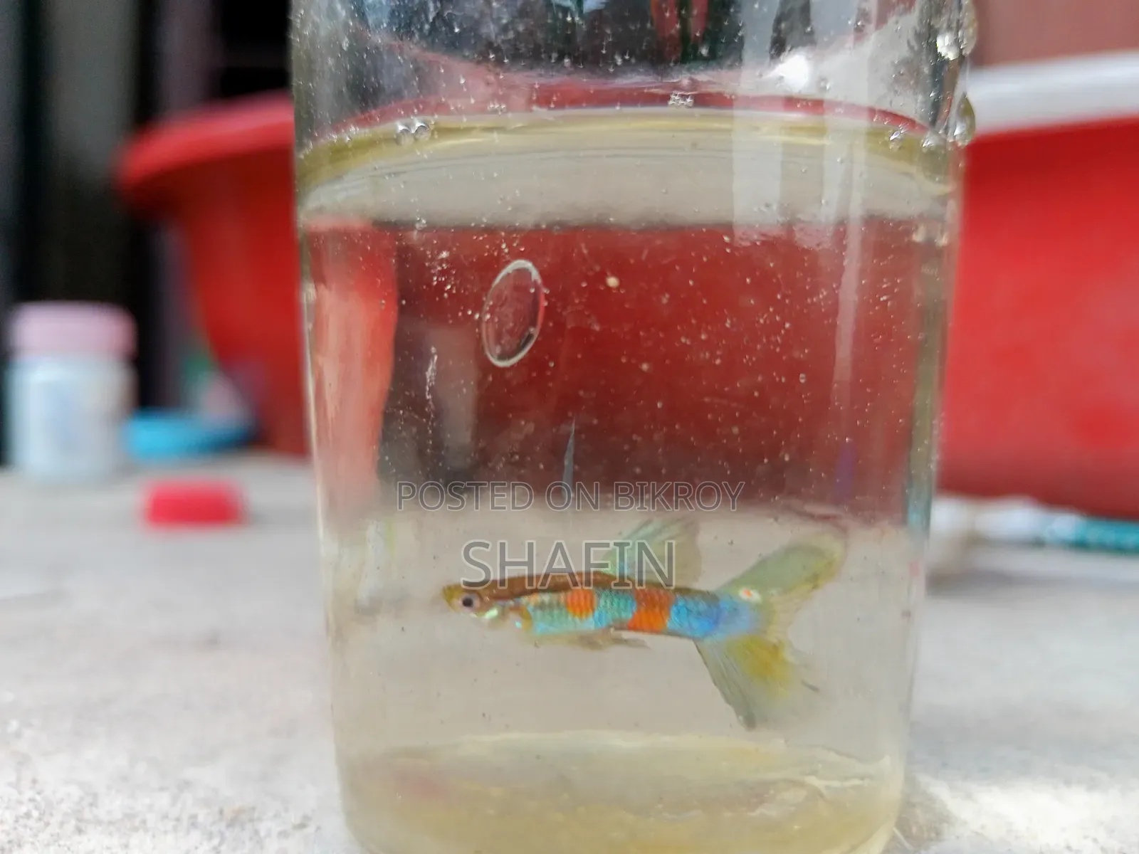 Guppy fish for sale