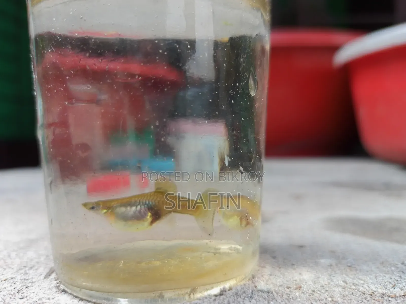 Guppy fish for sale