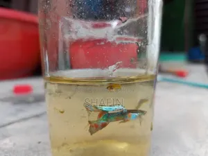 Guppy fish for sale