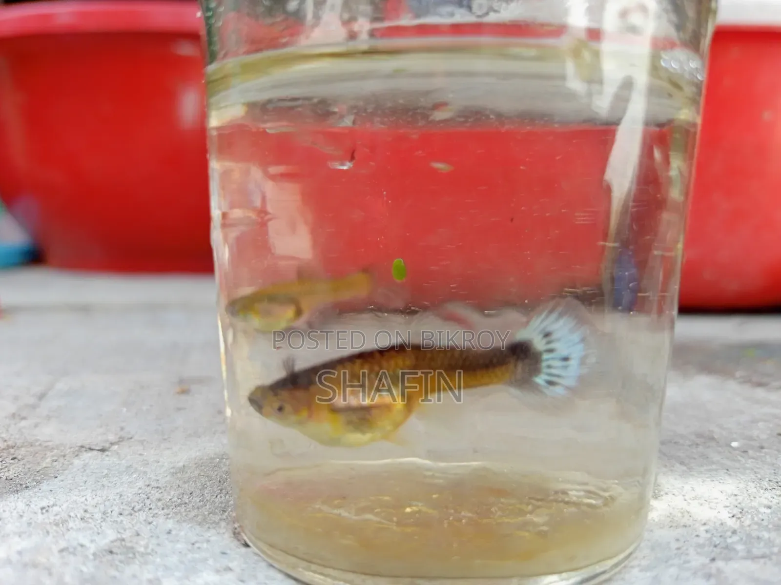 Guppy fish for sale