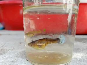 Guppy fish for sale