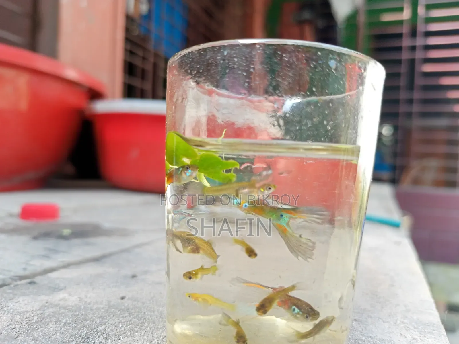 Guppy fish for sale