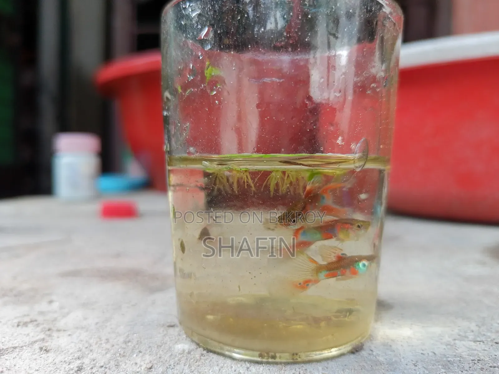 Guppy fish for sale