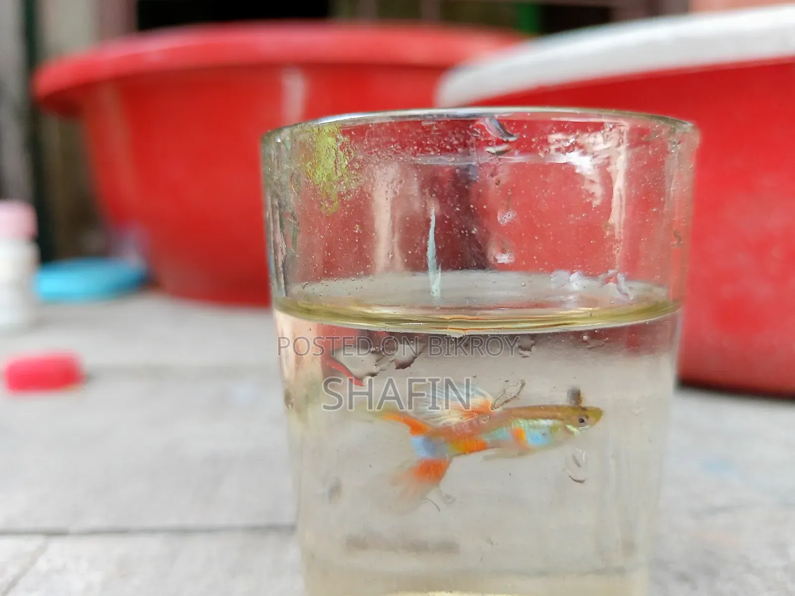 Guppy fish for sale