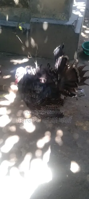 Turkey Rooster