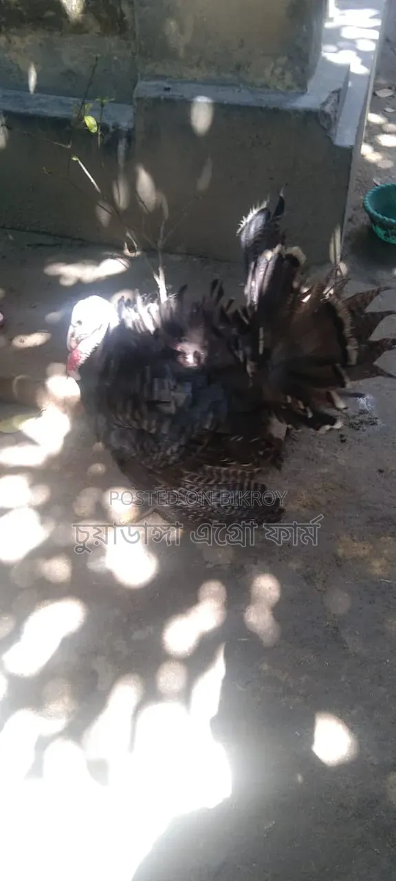 Turkey Rooster