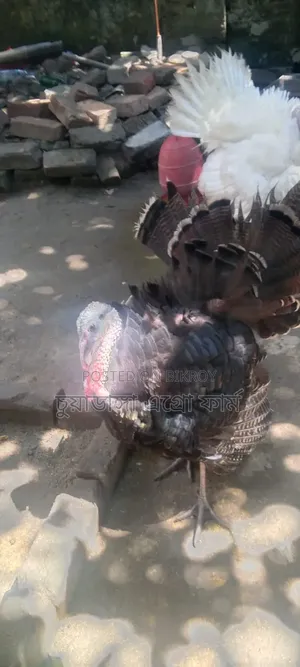 Turkey Rooster