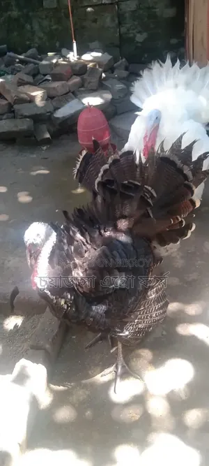 Turkey Rooster