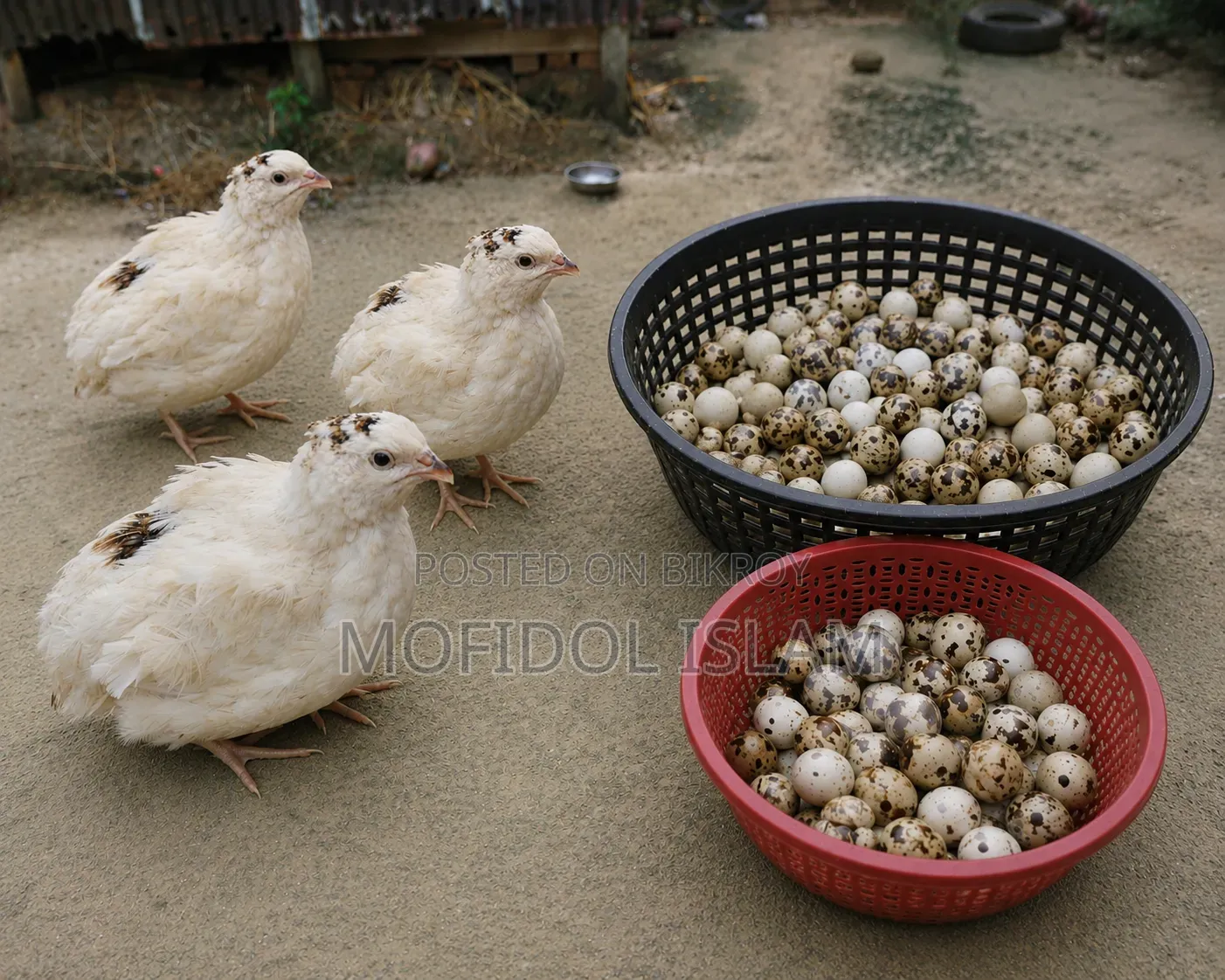 European White Giant Quail Hatching Eggs