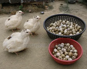 European White Giant Quail Hatching Eggs