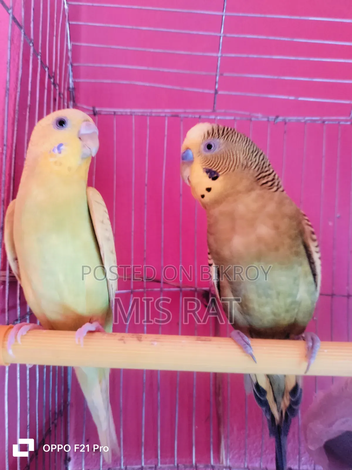 Budgerigar Bird