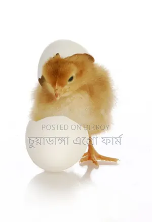 দেশী মুরগির ডিম ফুটানো