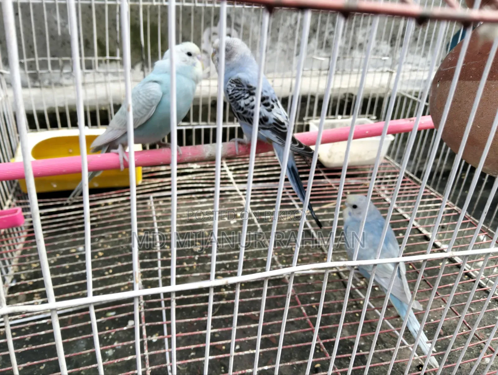 Budgerigar Bird