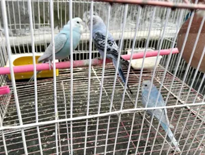 Budgerigar Bird