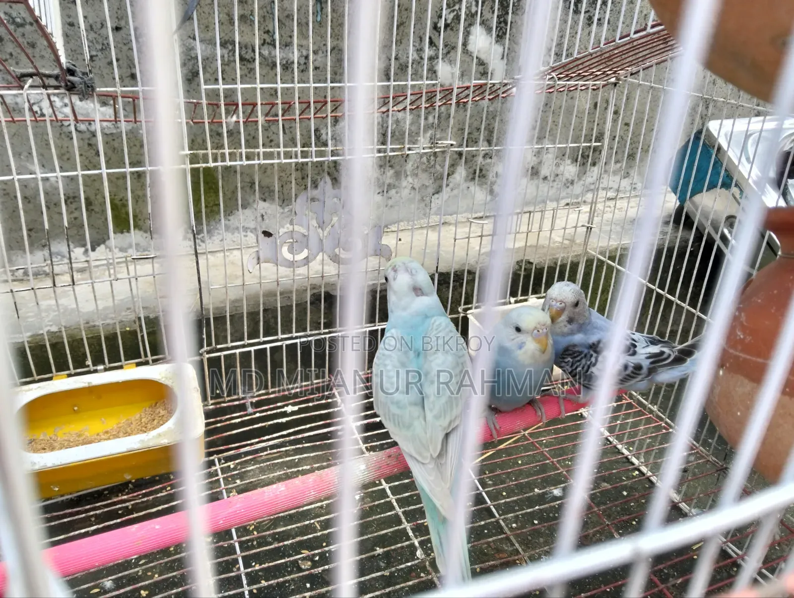 Budgerigar Bird
