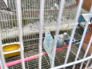 Budgerigar Bird