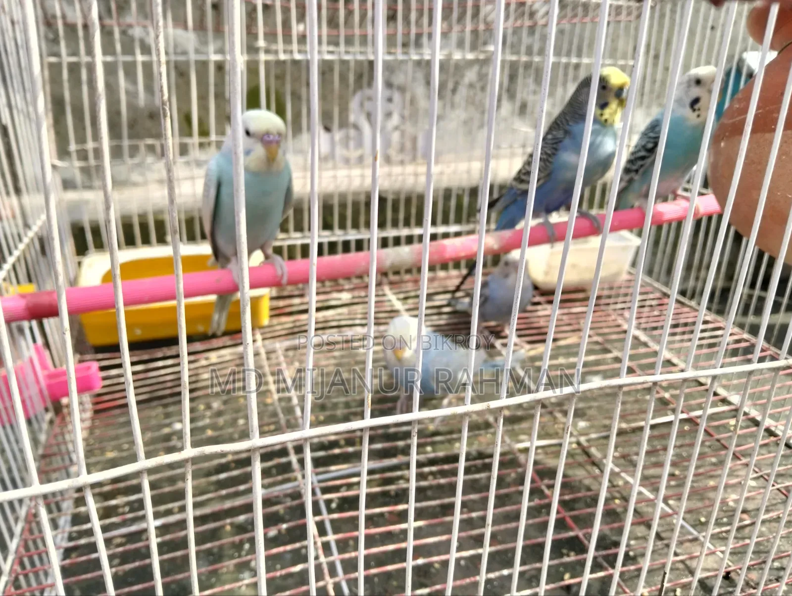 Budgerigar Bird