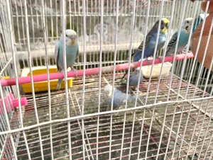 Budgerigar Bird
