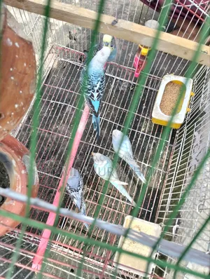 Budgerigar Bird