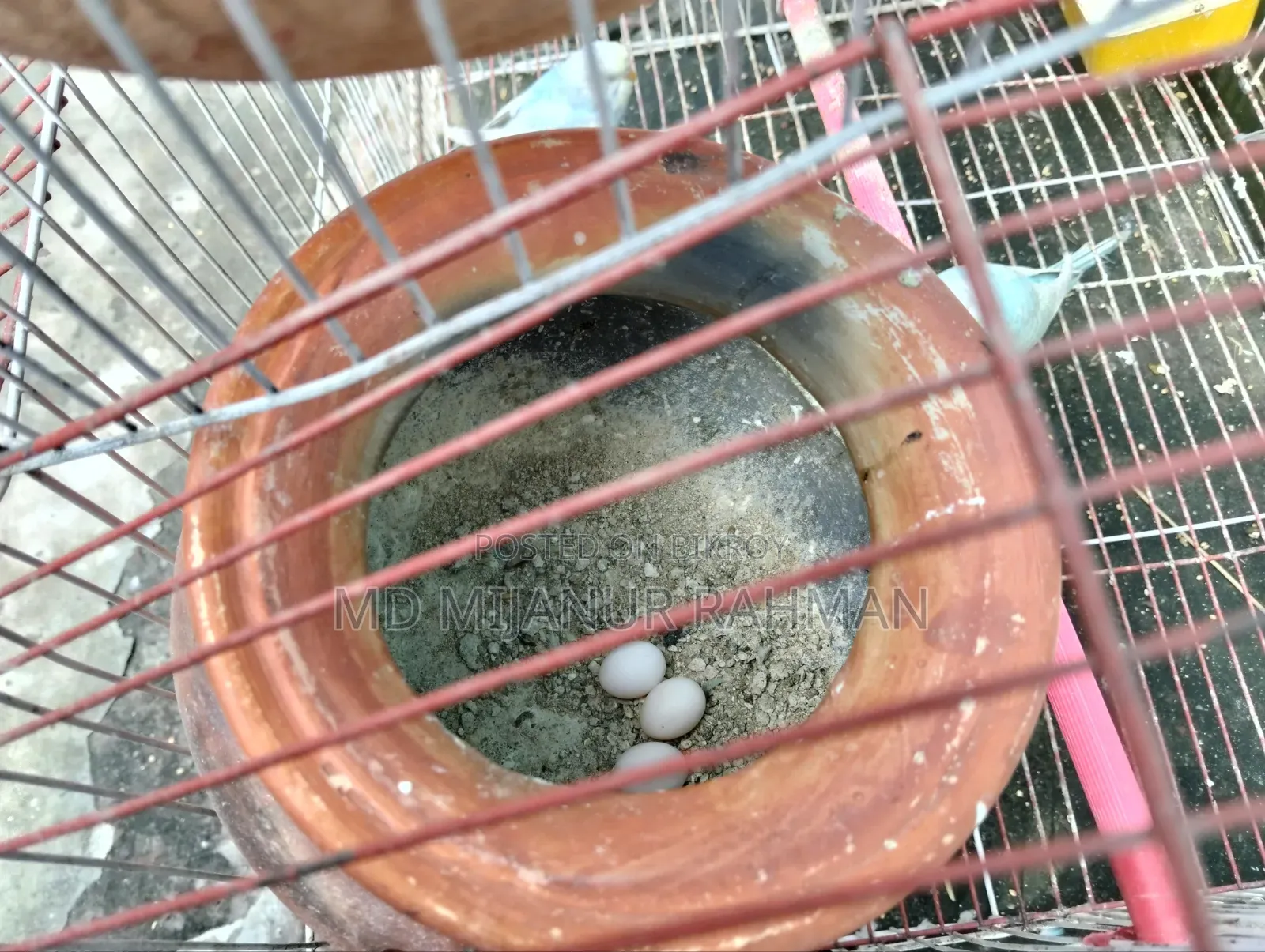 Budgerigar Bird