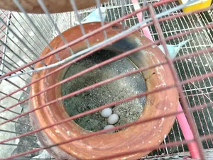 Budgerigar Bird