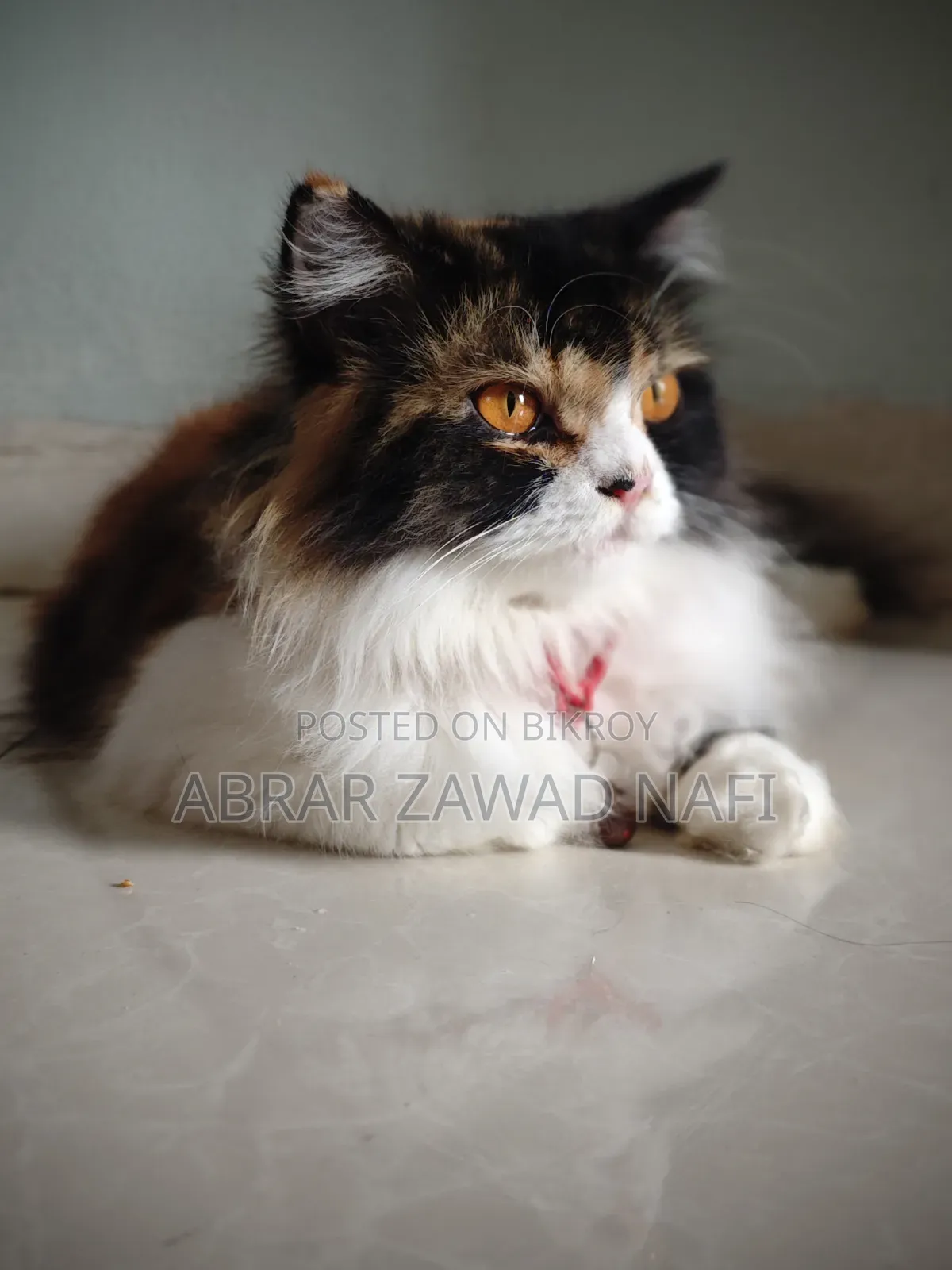 3-6 Months Female Purebred Persian