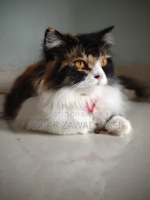3-6 Months Female Purebred Persian