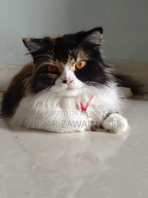 3-6 Months Female Purebred Persian