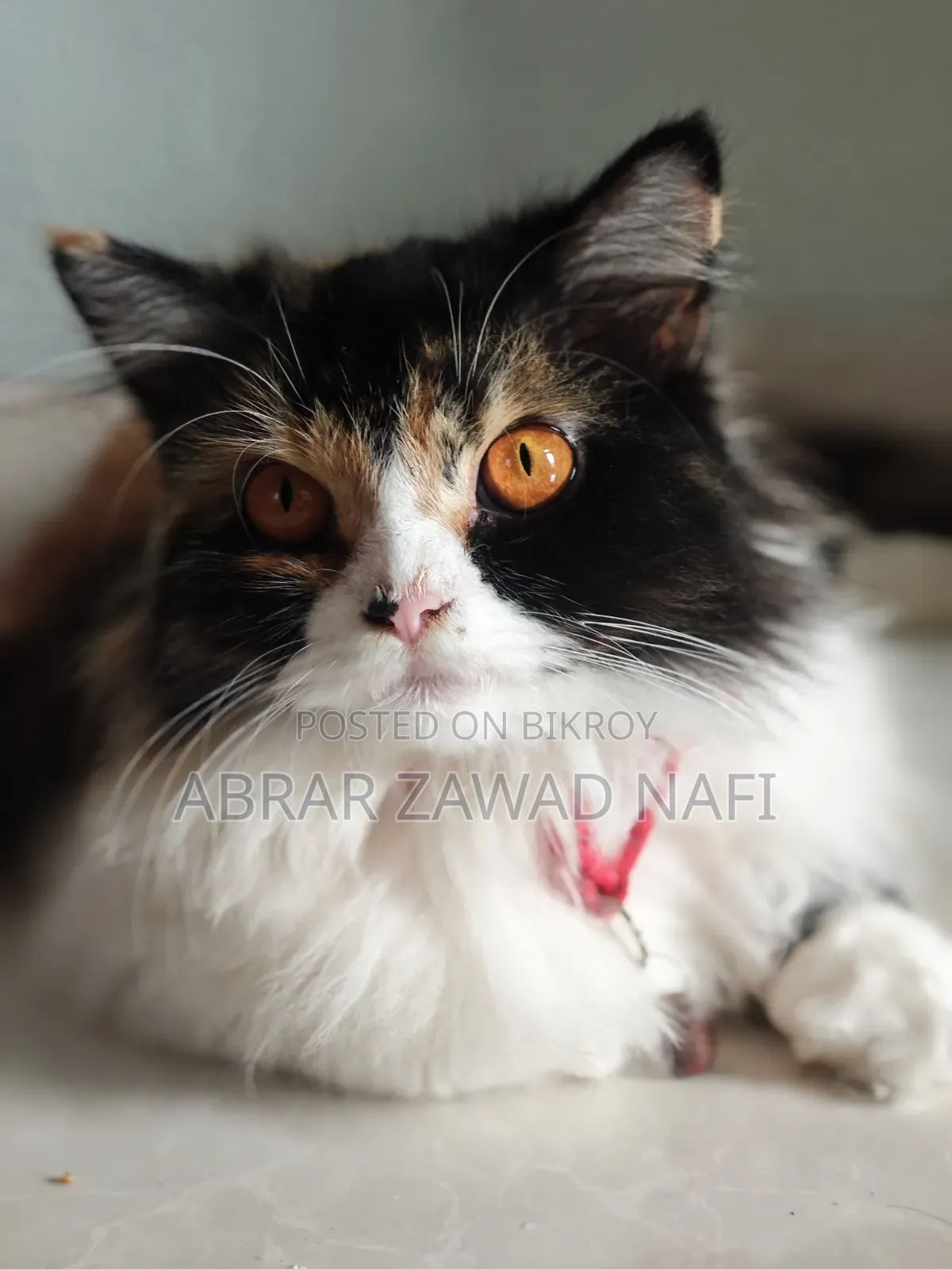3-6 Months Female Purebred Persian