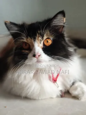 3-6 Months Female Purebred Persian