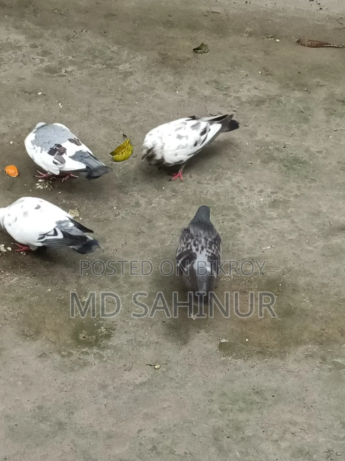 Deshi Pigeon
