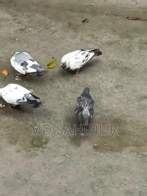 Deshi Pigeon