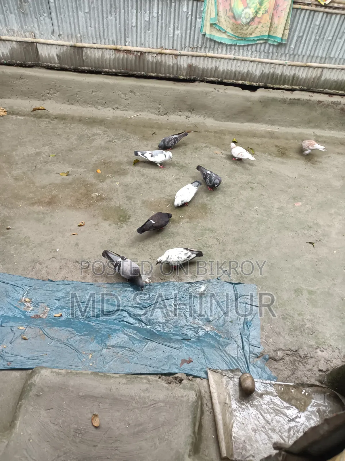 Deshi Pigeon