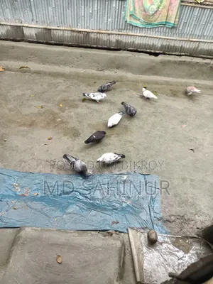 Deshi Pigeon