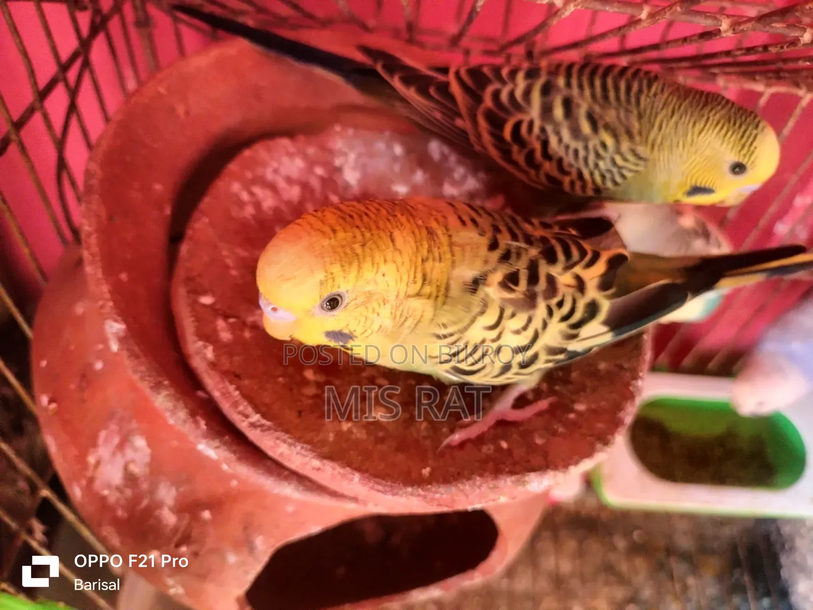 Budgerigar bird