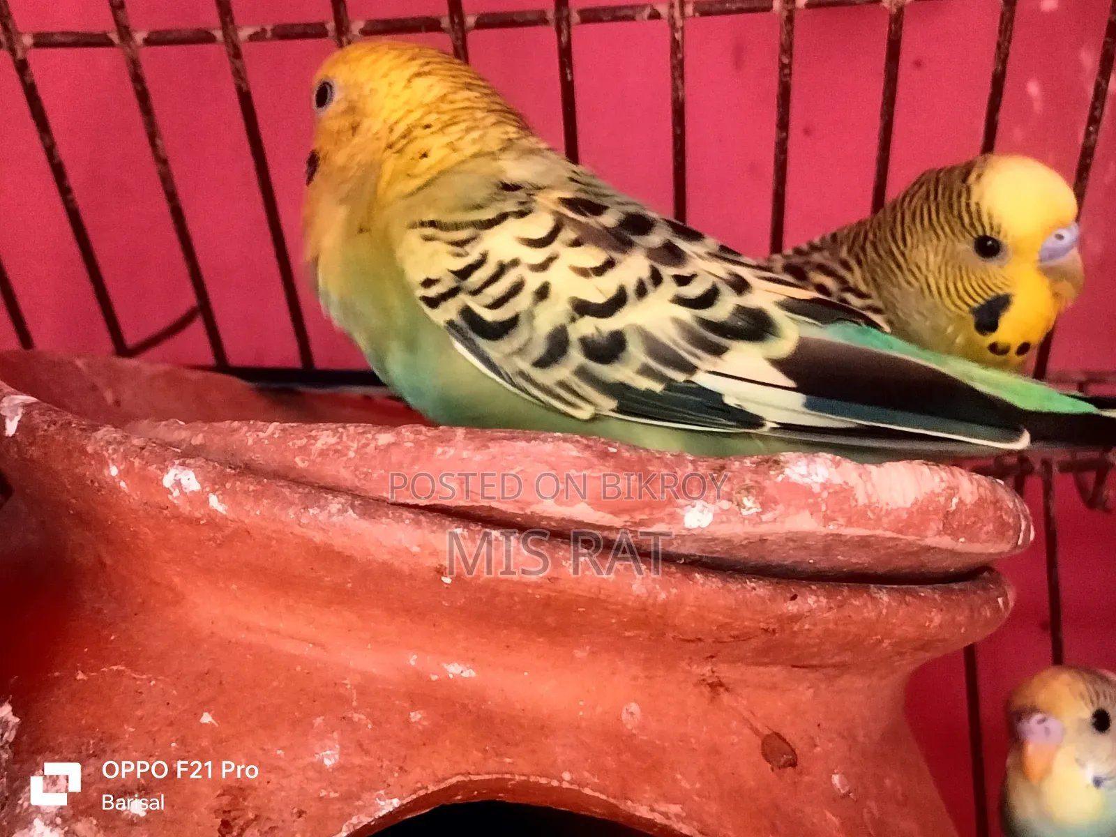 Budgerigar bird