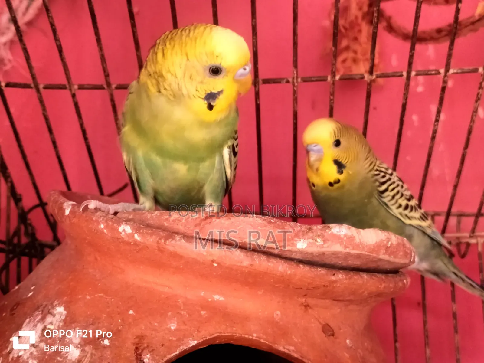 Budgerigar bird